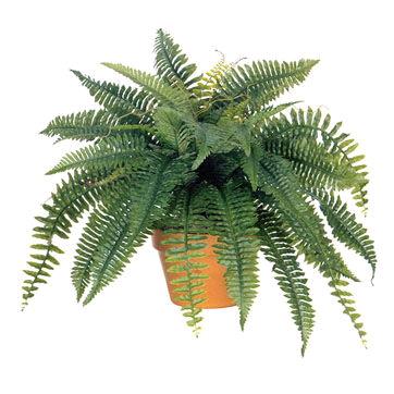 Rental store for POTTED FERN in Denver NC